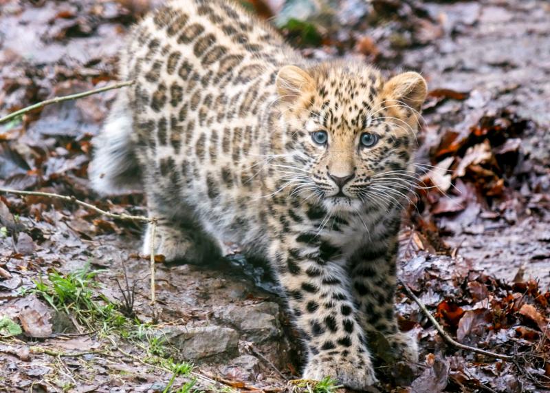 After being kept off-show since birth, Dartmoor Zoo has confirmed an important update on its rare Amur leopard cub (Image- Kira Butters)