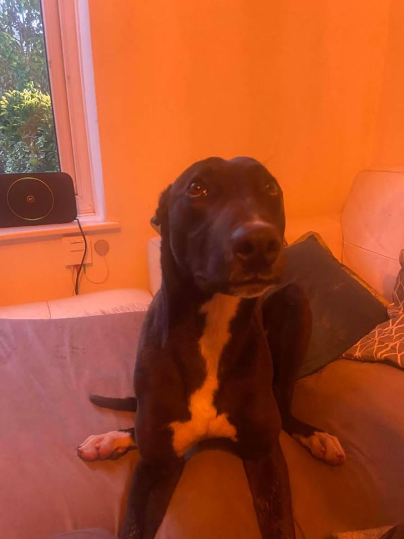 Councillor steps in after dog welfare concerns raised at travellers' camp in Exeter