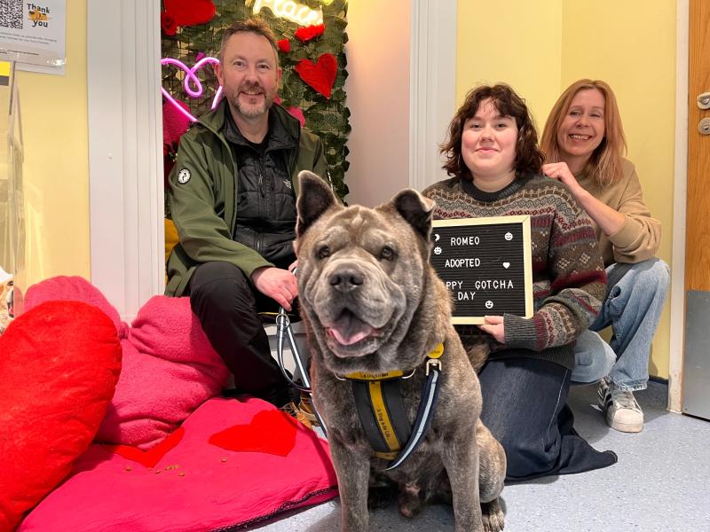 Romeo the rescue dog finally finds love after 106 days in care