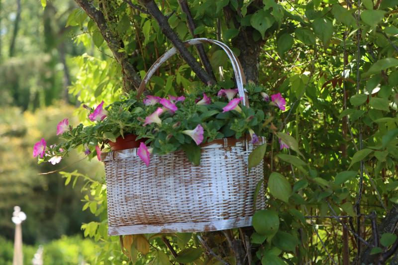 Gardening: How to get ahead for summer from your windowsill
