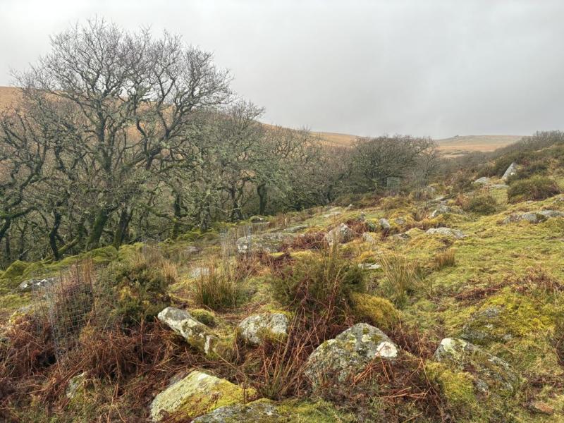 Volunteers plant 800 trees at Wistman&rsquo;s Wood as Dartmoor rainforest restoration continues