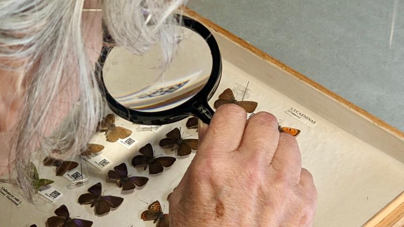 Over 3000 butterflies will be on show in the exhibition (Image- Newton Abbot Museum)