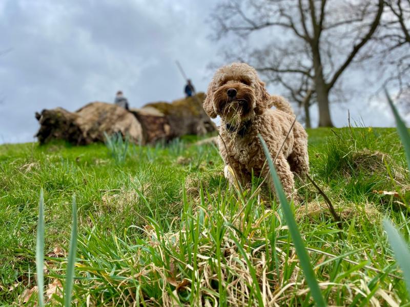 Dogs are prone to ticks