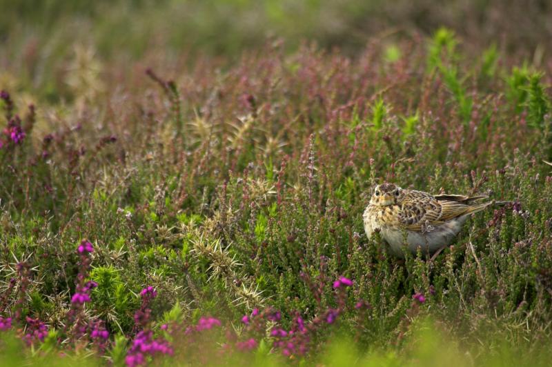 A Skylark 