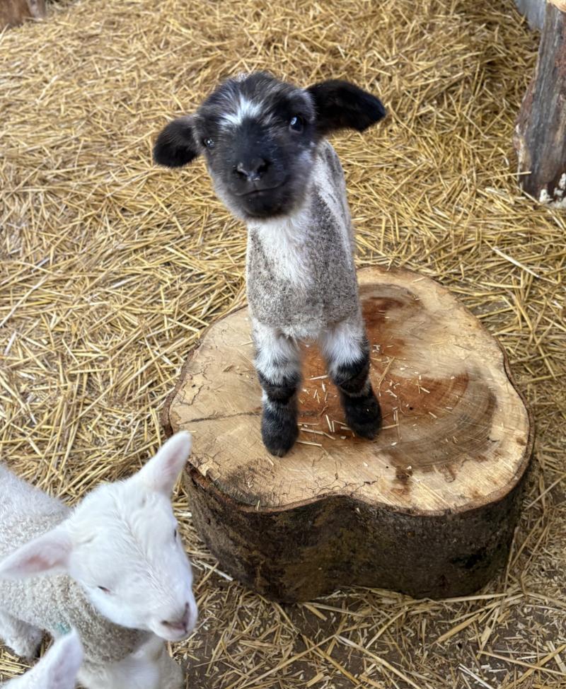 Families are able to get hands on at Bovey Castle this Easter