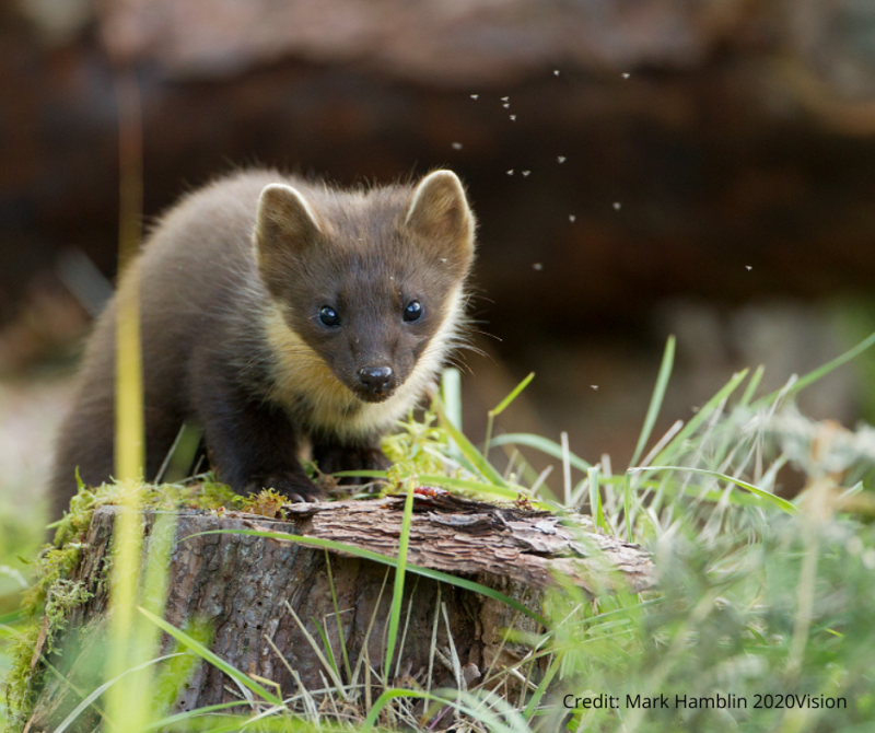 Pine marten