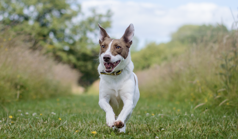  Ilfracombe charity issues warm weather warning to North Devon dog owners