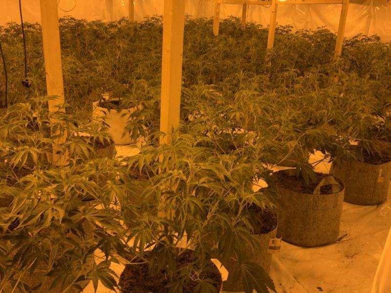 Cannabis plants in drugs 'factory'