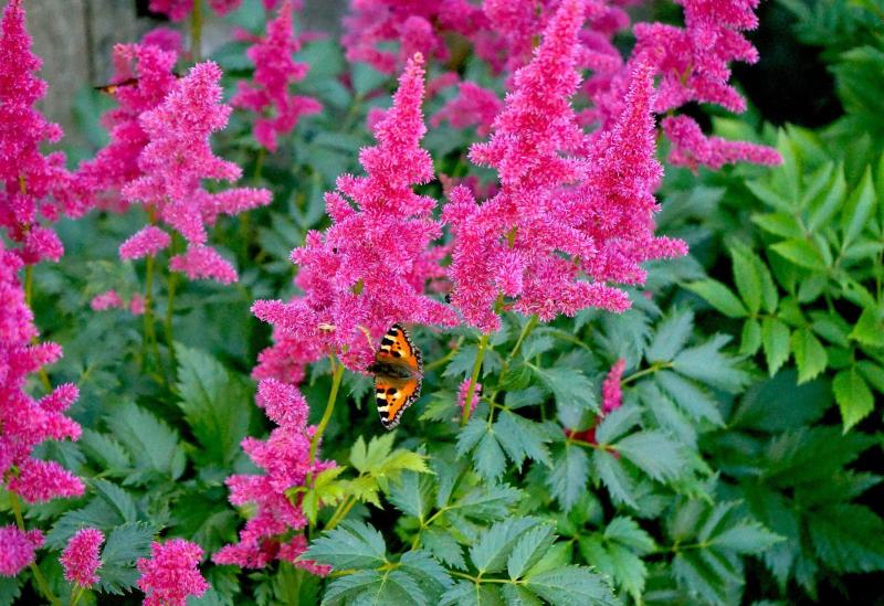 Gardening with Pat Duke: Prairie borders mix grasses with other hardy herbaceous perennials