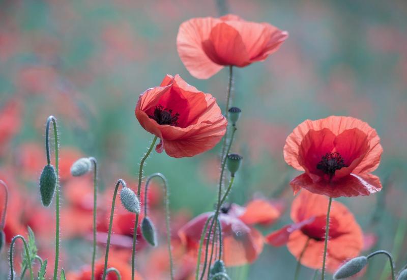 Gardening with Pat Duke: Collect seeds - and start a community group to share them