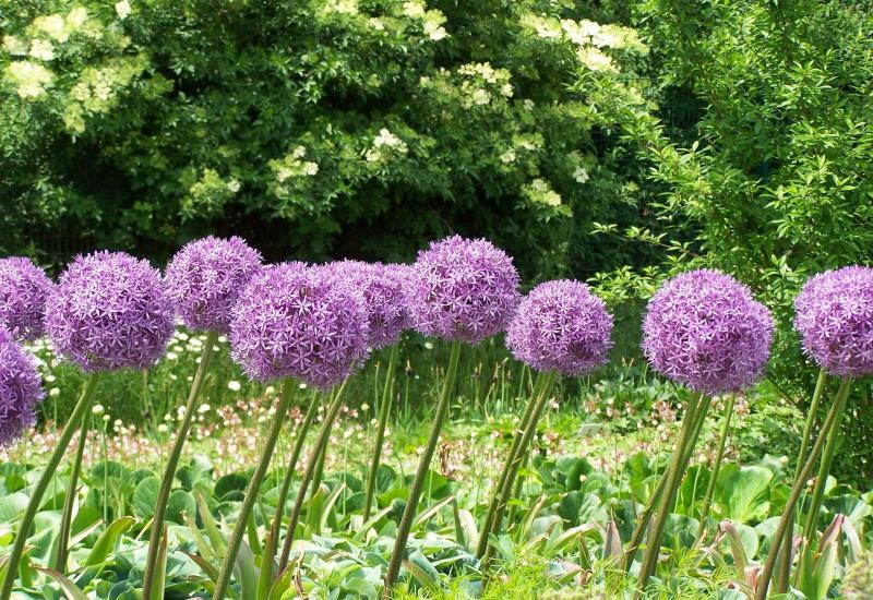 Gardening with Pat Duke: Invest in some alliums for borders or 'bulb lasagne' in a pot