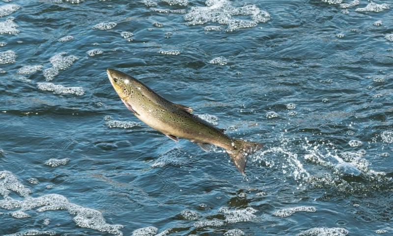 £450,000 A38 weir project to help fish navigate river in migration season