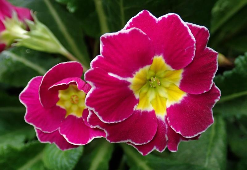 Gardening with Pat Duke: Often overlooked but don't forget this spring-flowering trio