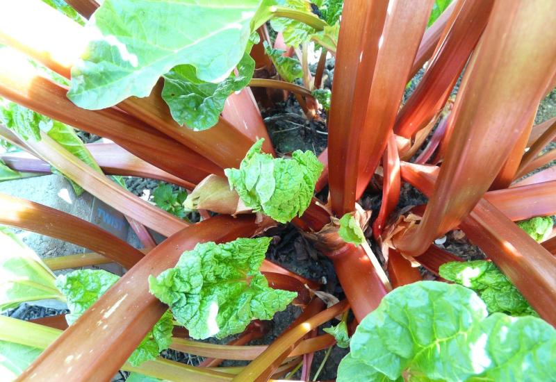 Gardening with Pat Duke: Rhubarb earns its space - it takes more time to harvest than look after