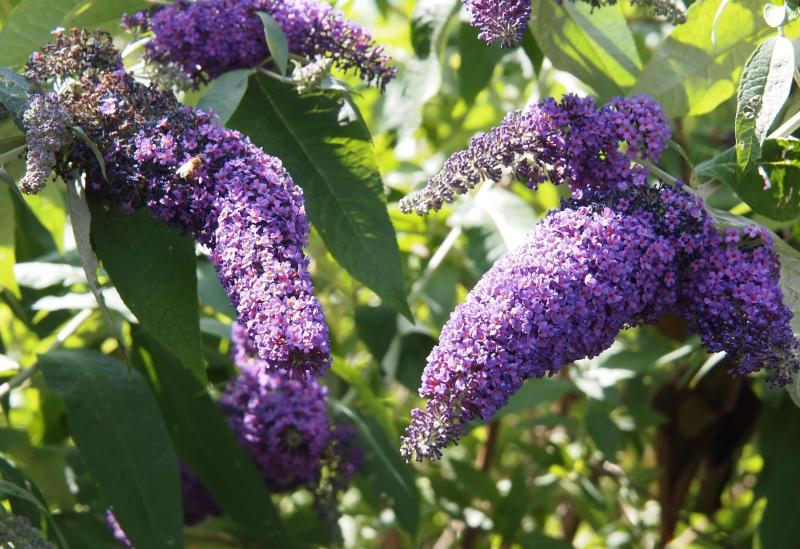 GARDENING WITH PAT DUKE: Great time for gardeners to look forward