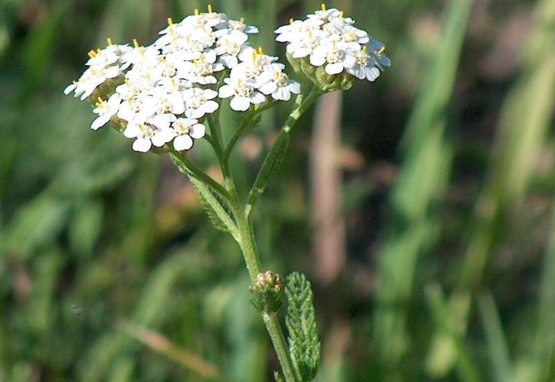 Why some plants should be a legal requirement in the garden Torbay Today