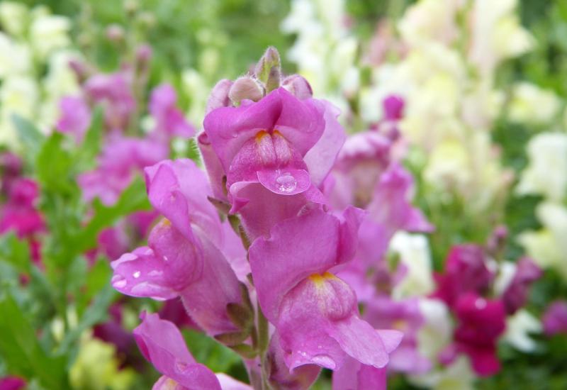 Gardening with Pat Duke: Bedding plants add splash of summer colour to flowerbeds
