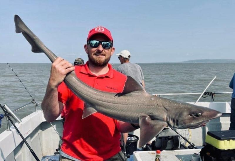 Anglers reel in impressive smoothhounds