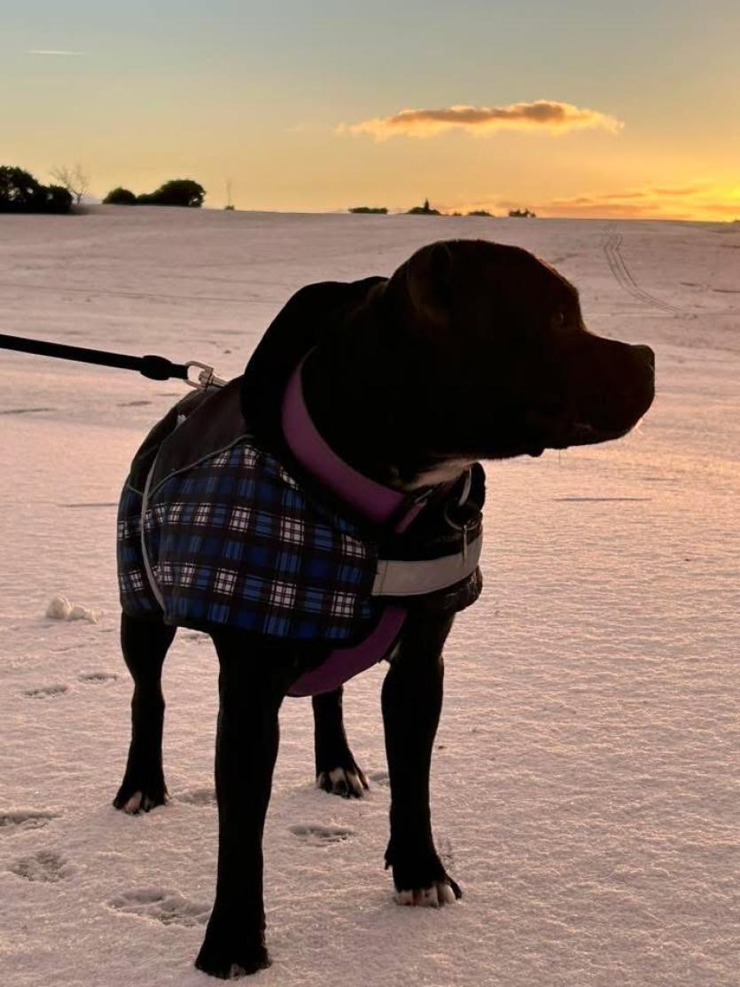 Four-legged friend wrapped up warm (Image- Yazmine Burt)