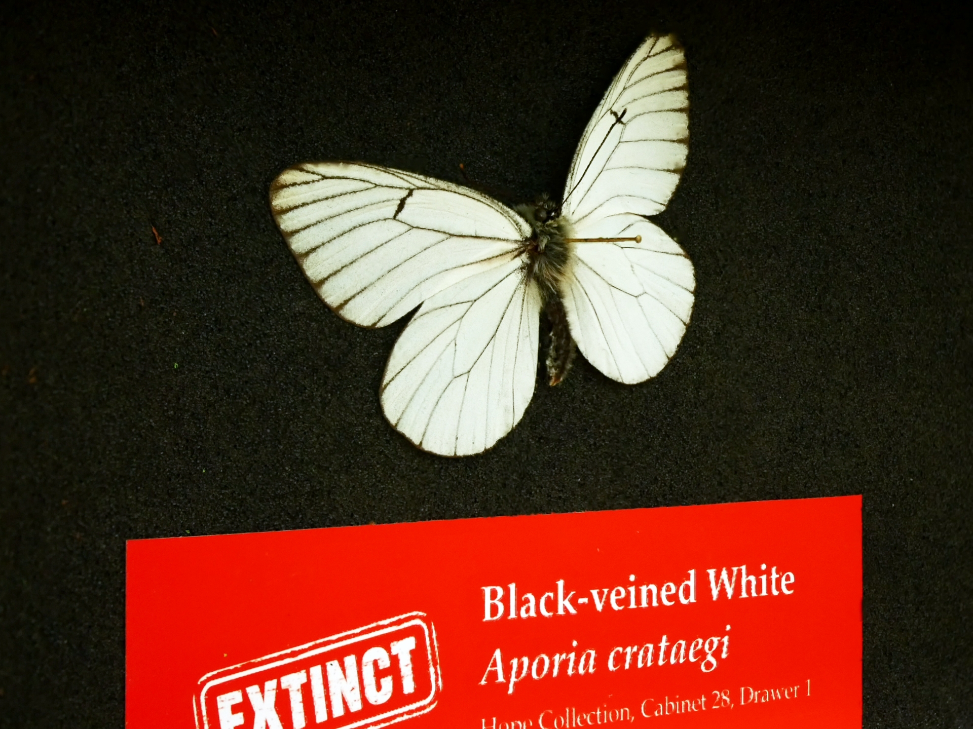 Black-veined White Buttefly now extinct in the UK