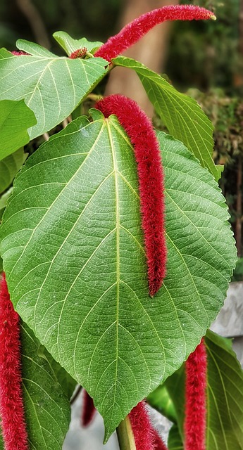 Amaranthus. Credit: Pixabay