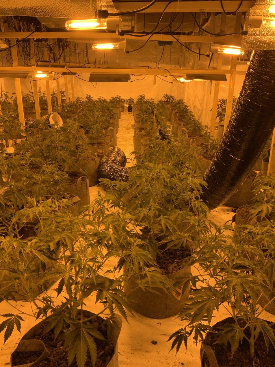 Police seized cannabis plants