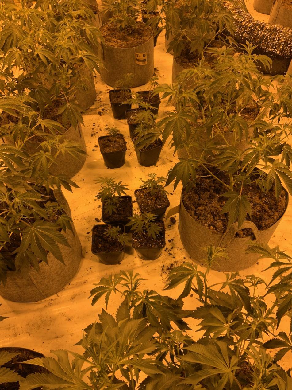 Cannabis plants being cultivated 