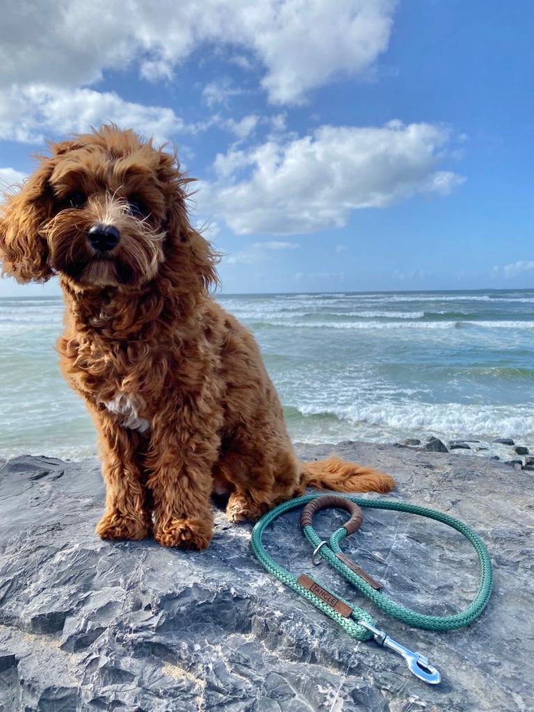 Tangle dog on rock by the sea
