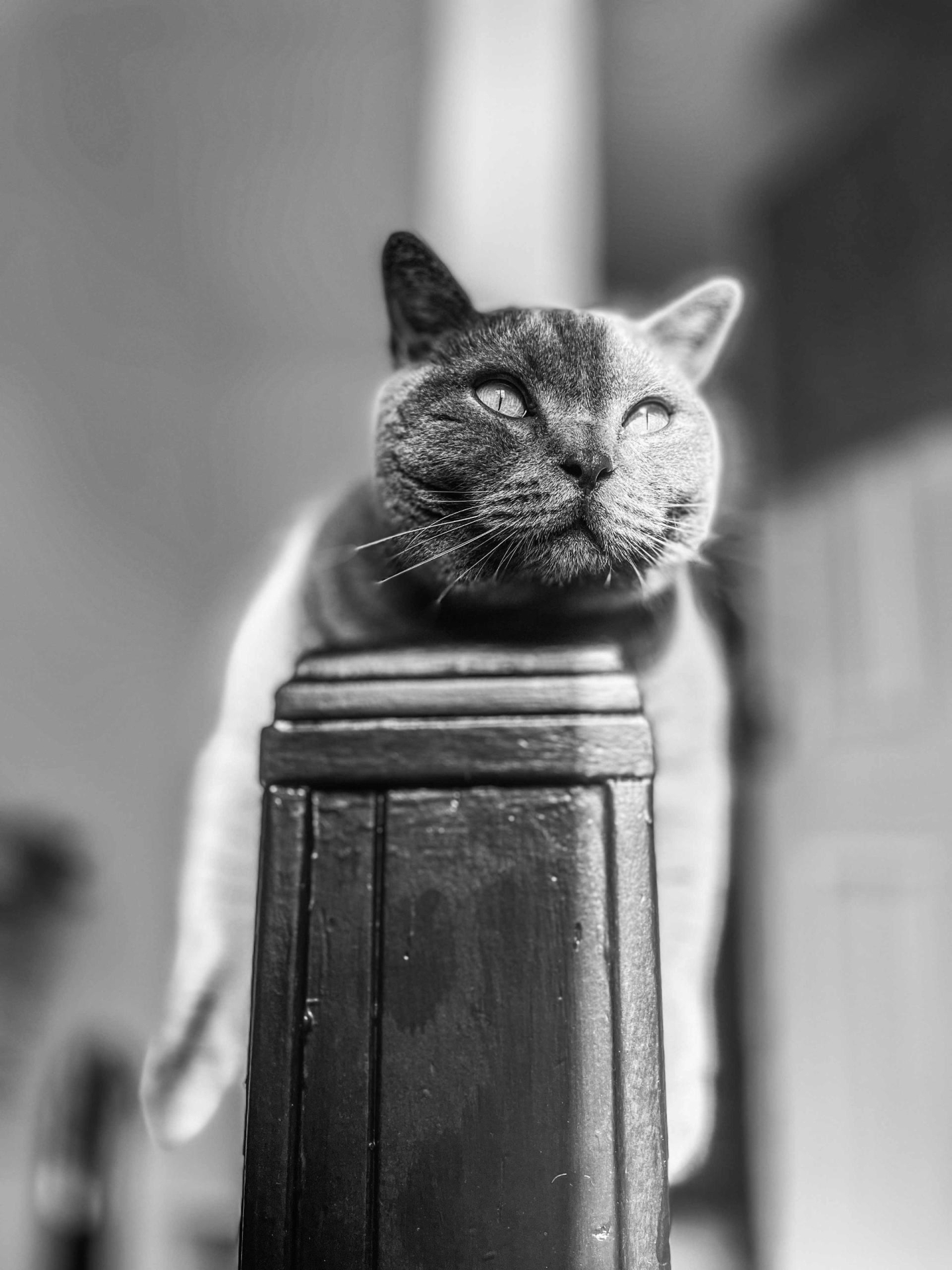 Austin Lake's winning photograph of his cat Blue