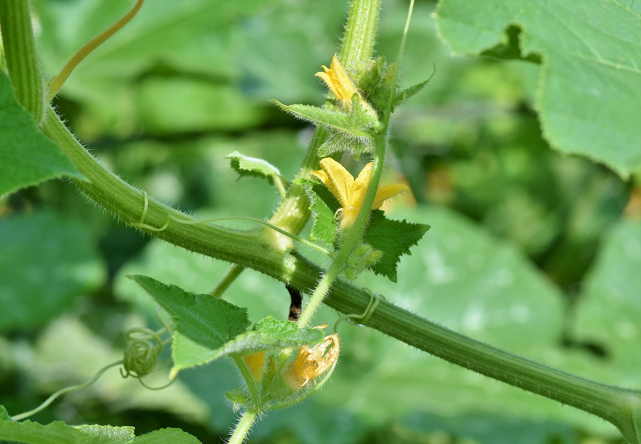 Gardening column Tomato plant Pic  Ralphs_Fotos on Pixabay