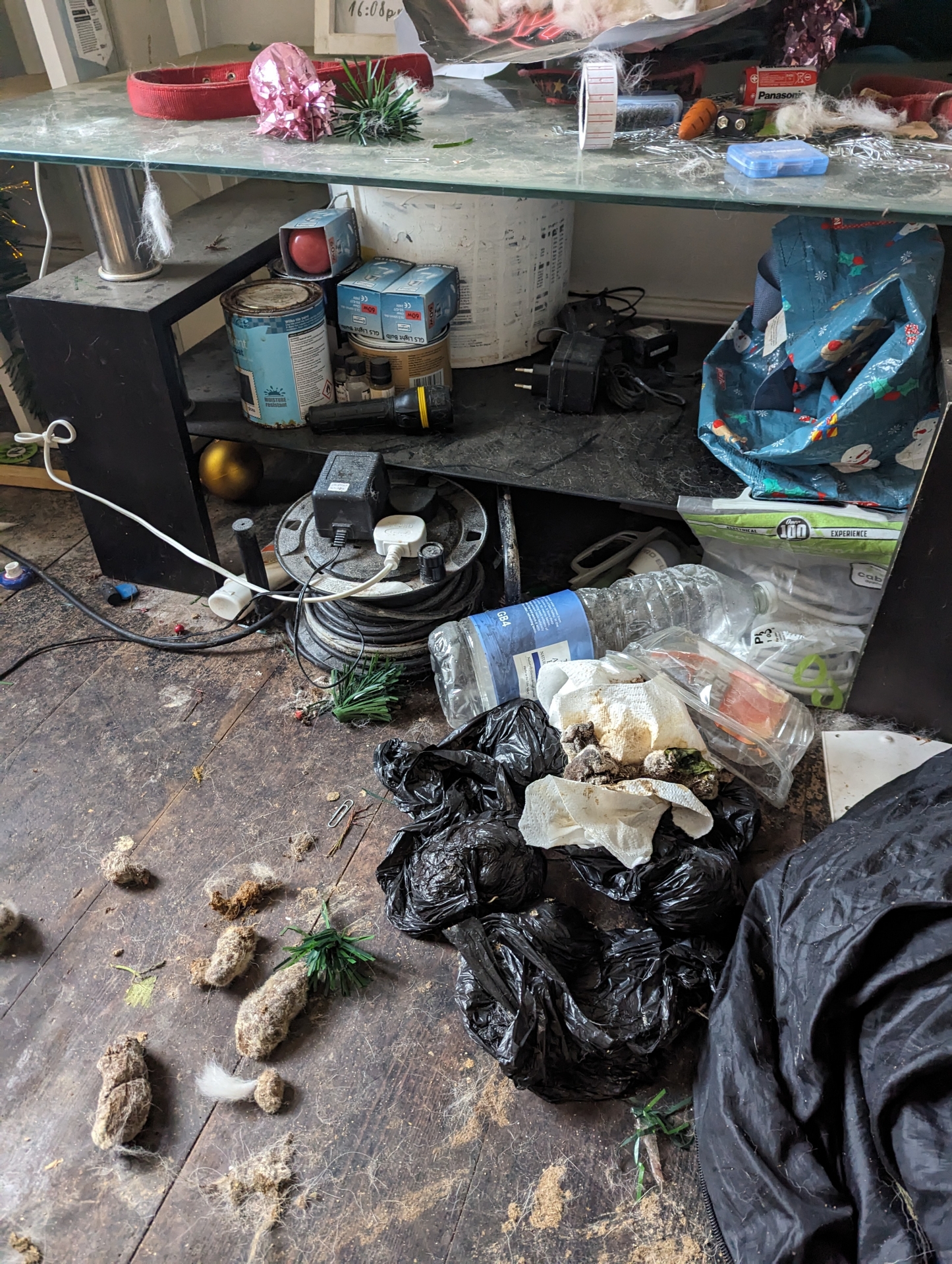 Inside the flat with faeces everywhere Pic RSPCA