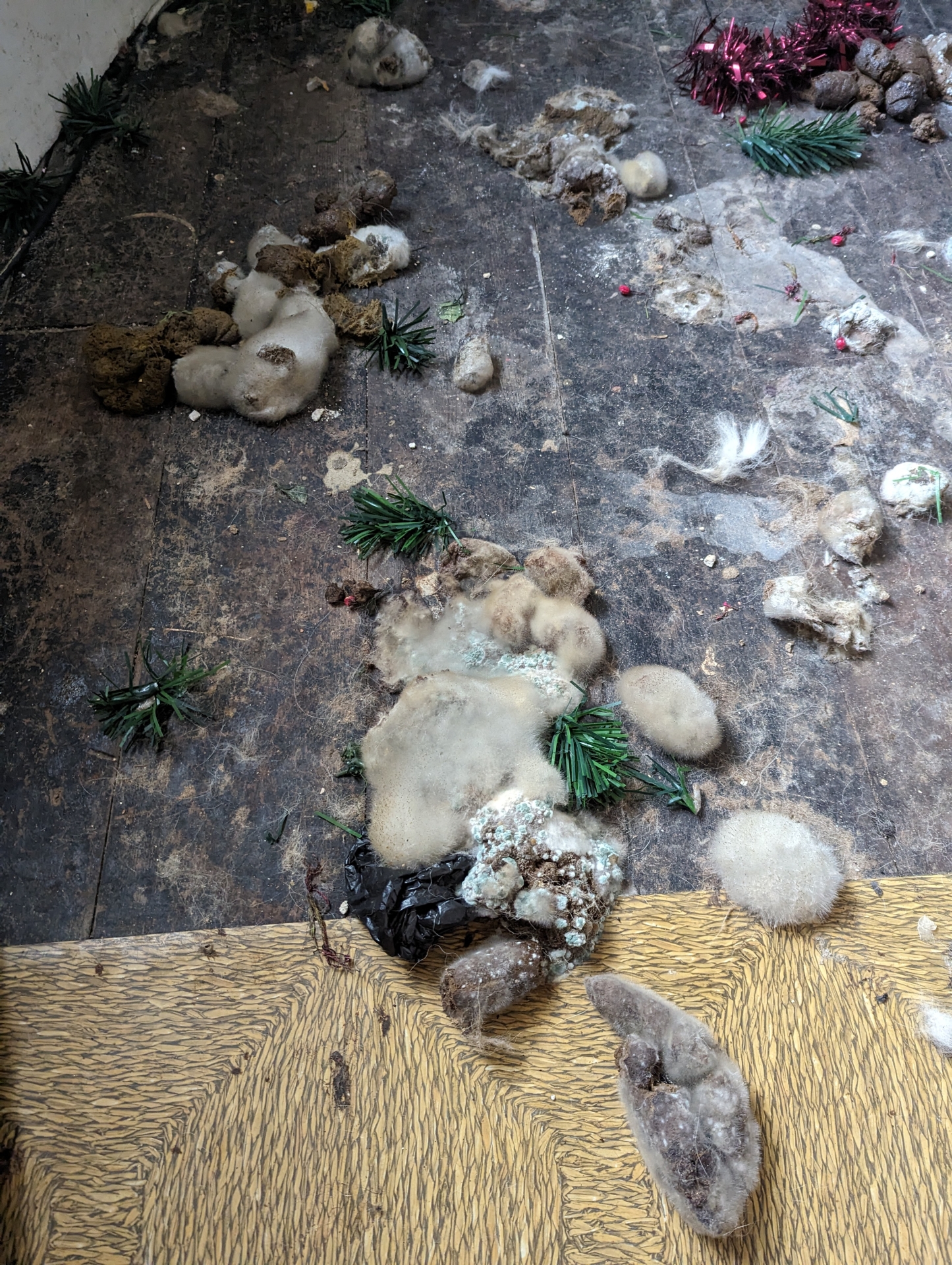 Mouldy faeces found in the flat