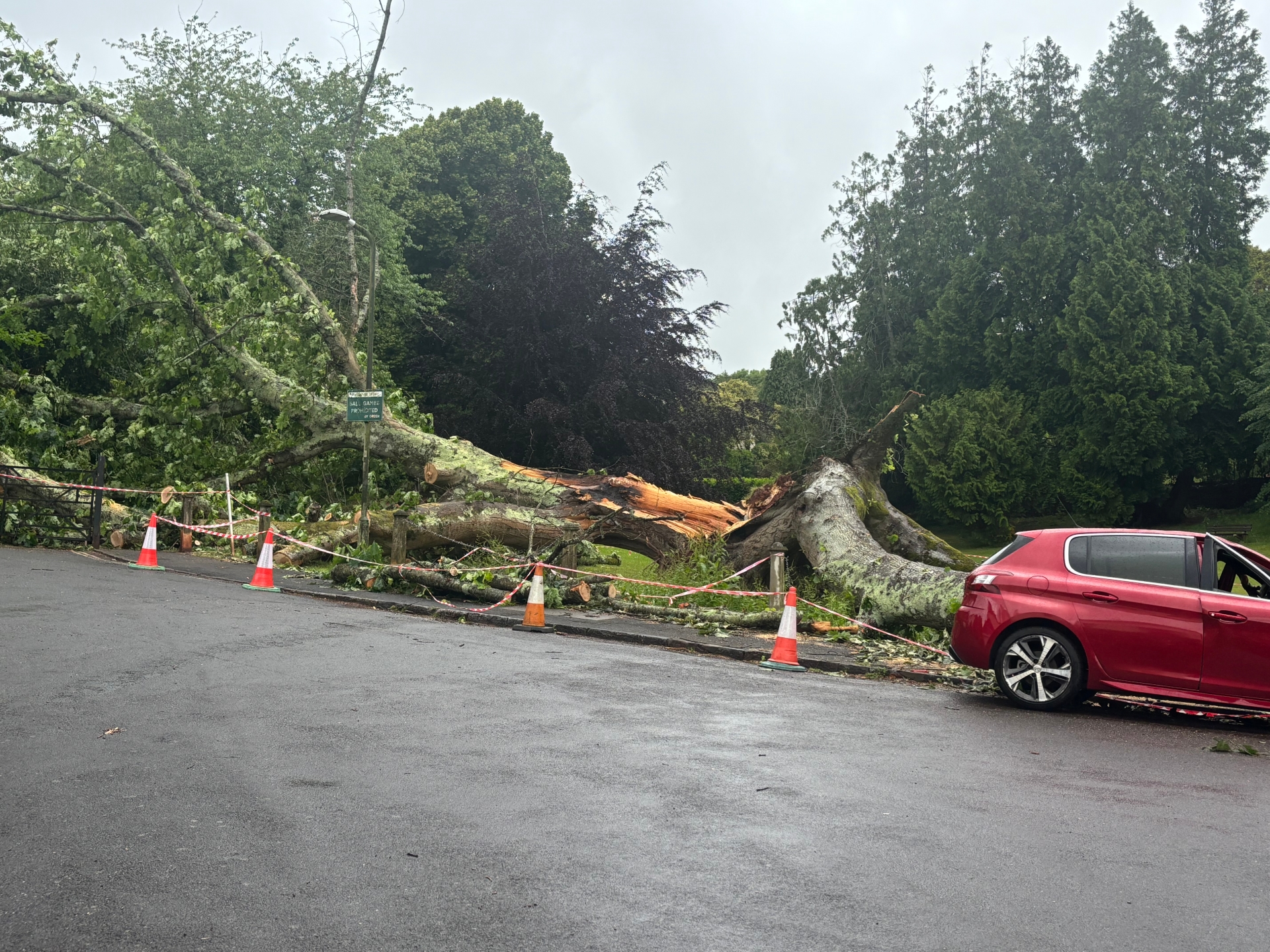 The fallen tree in Solsbro Road