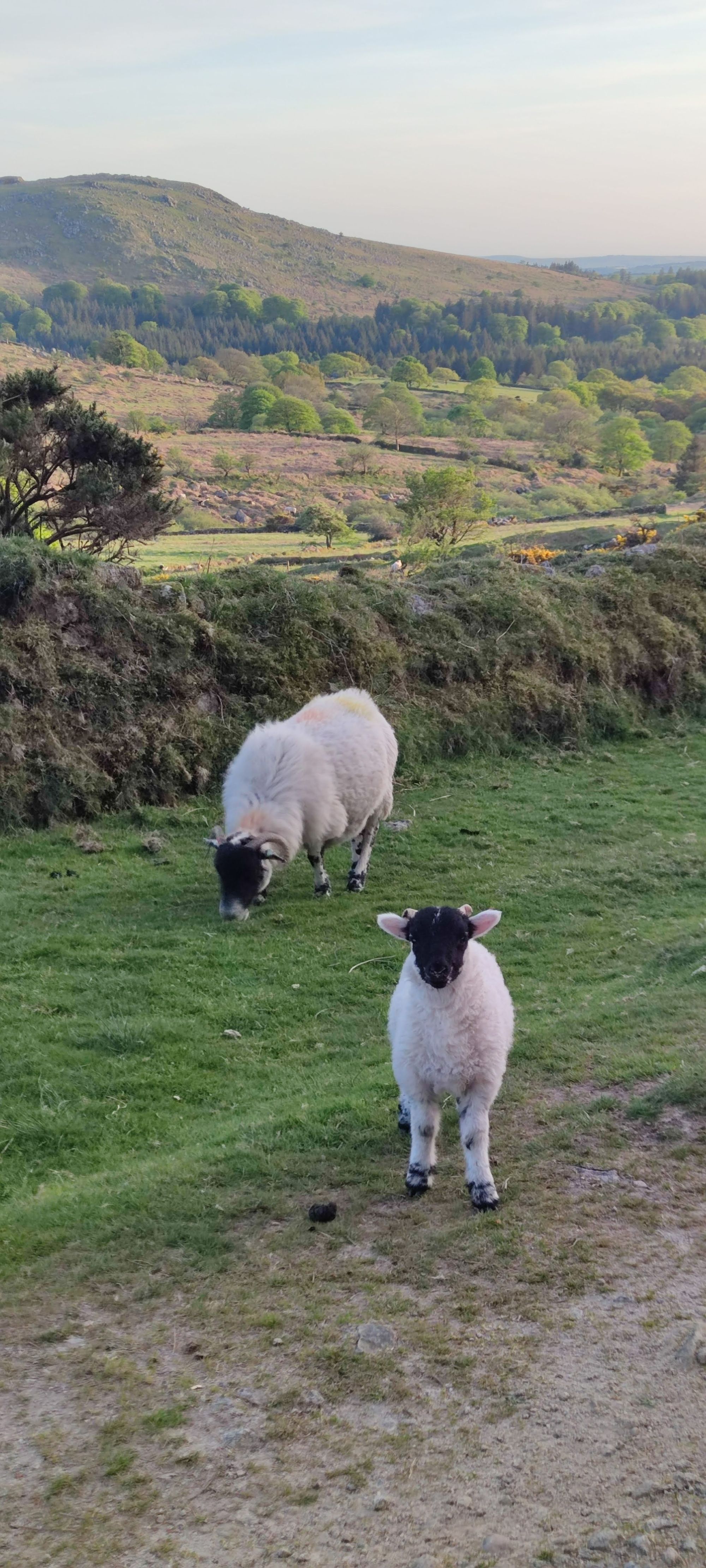 Sheep on Dartmoor Credit: David Phillips