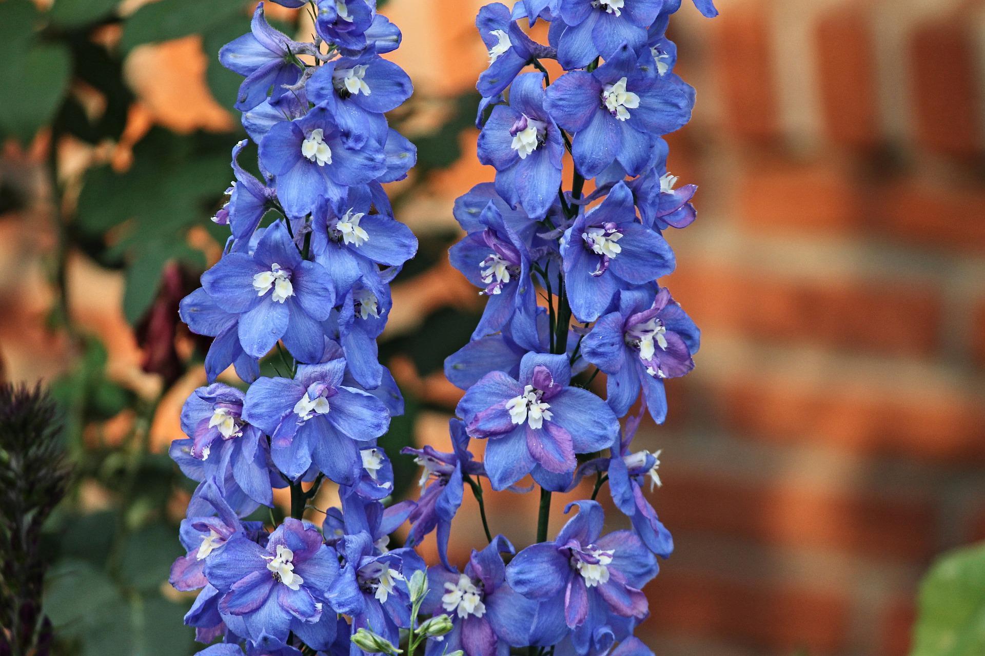 For colour, interplant your prairie border with larkspur. Credit: Pixabay