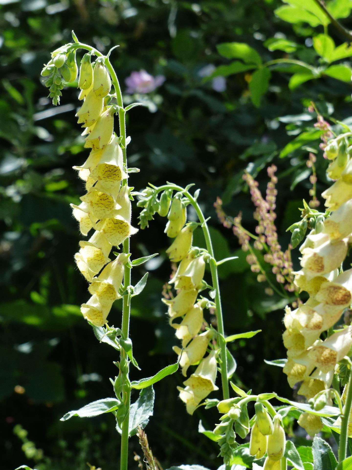 Yellow foxgloves. Credit:Pixabay