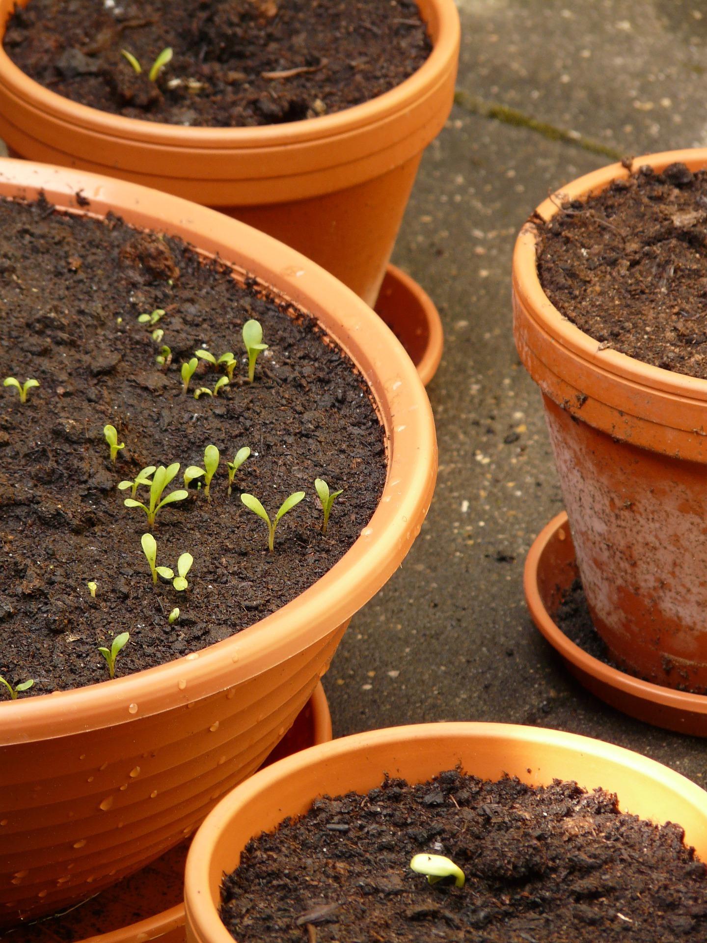 Some vegetables can be nurtured from seed this week. Credit: Pixabay