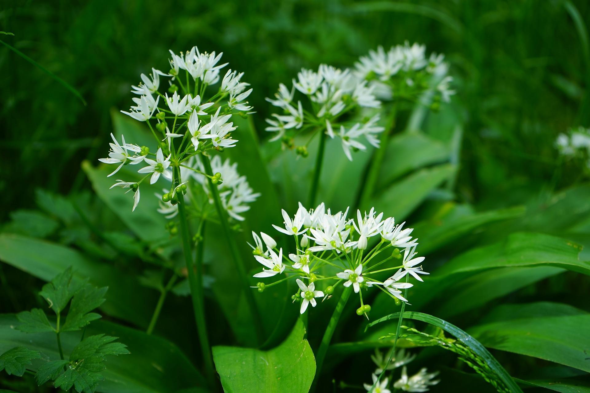 Perennial wild garlic. Credit: Pixabay