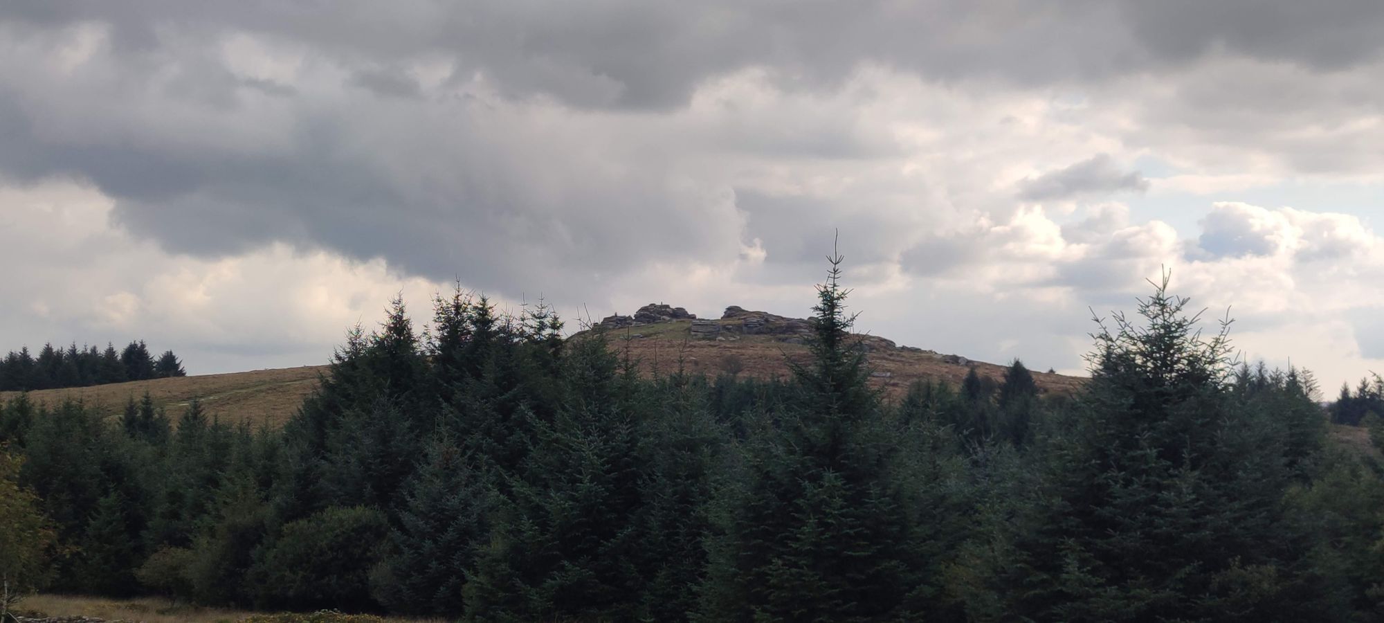 Bellever Tor rising through the trees. Credit: David Phillips