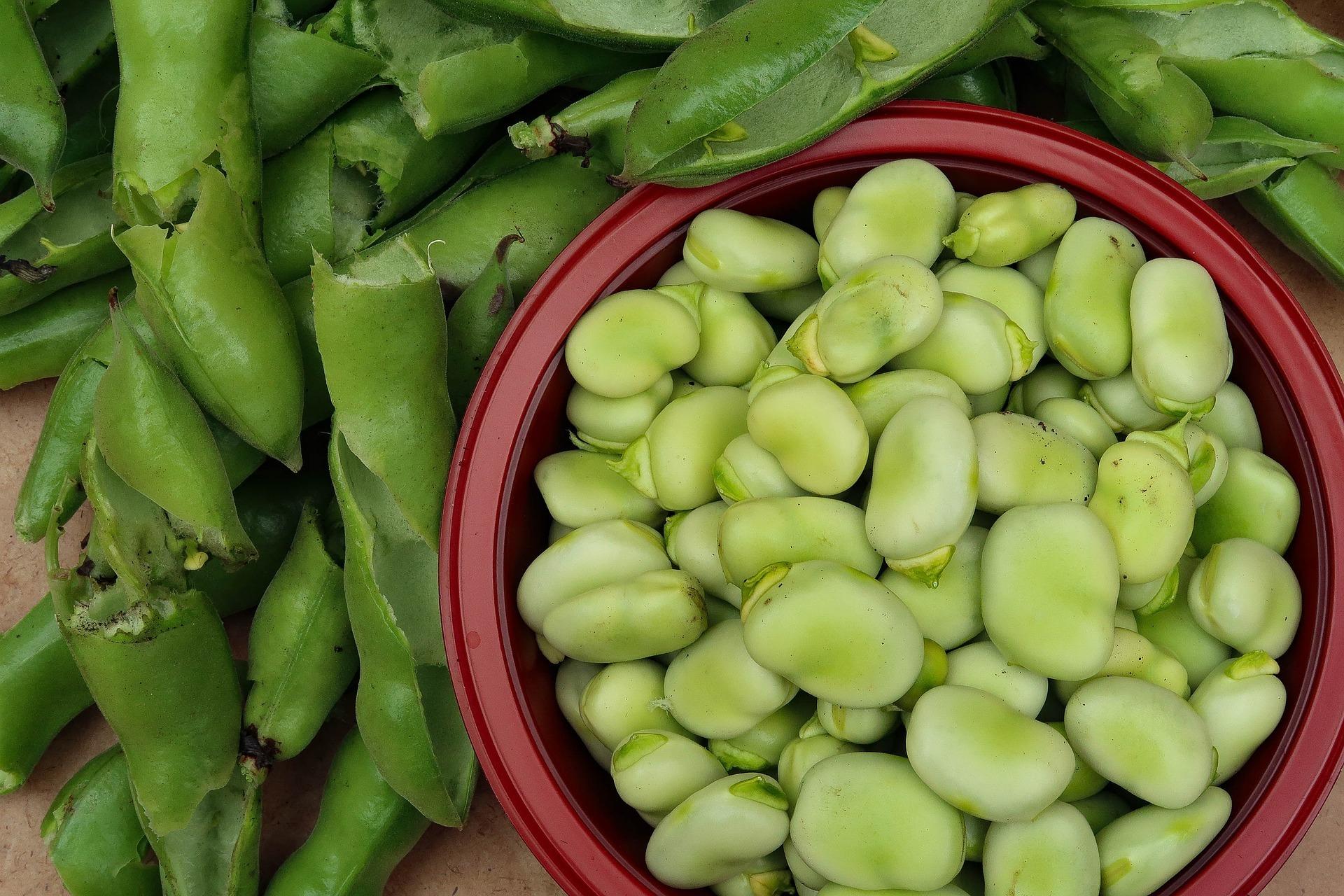 Sow broad beans now. Credit: Pixabay