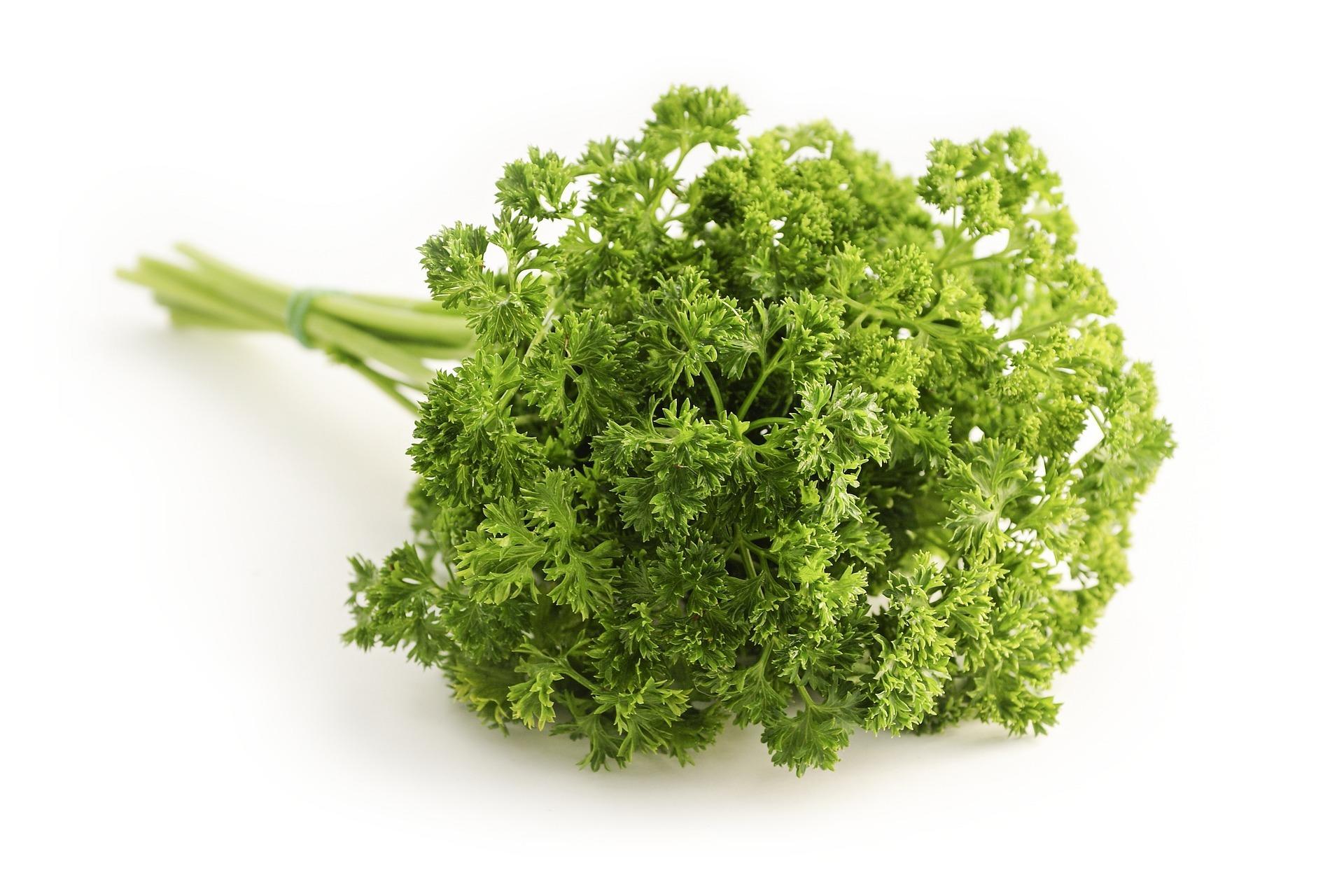 Parsley can be cut right back to ground level. Credit: Pixabay