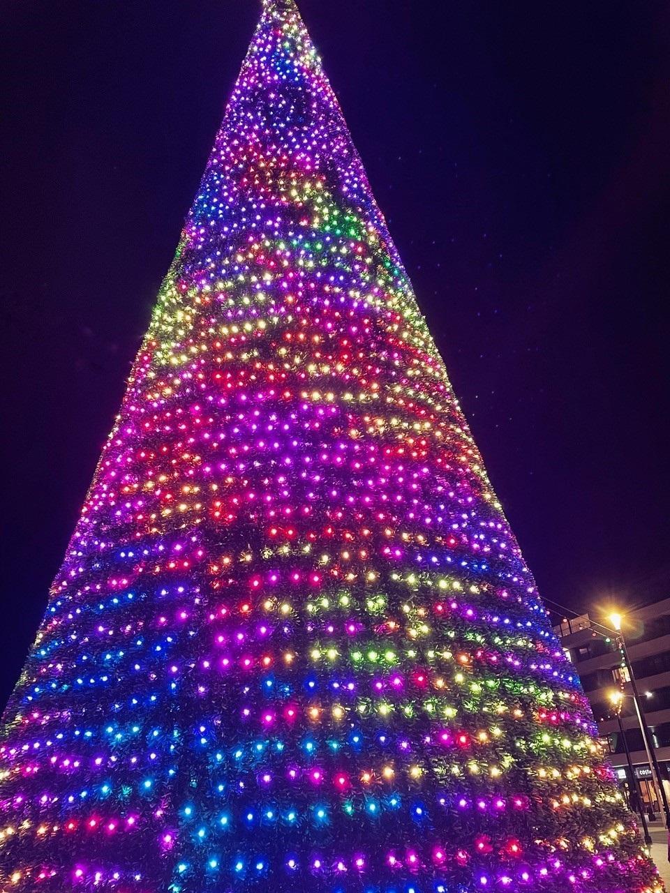 Picture special Torquay's Bay of Lights Torbay Today
