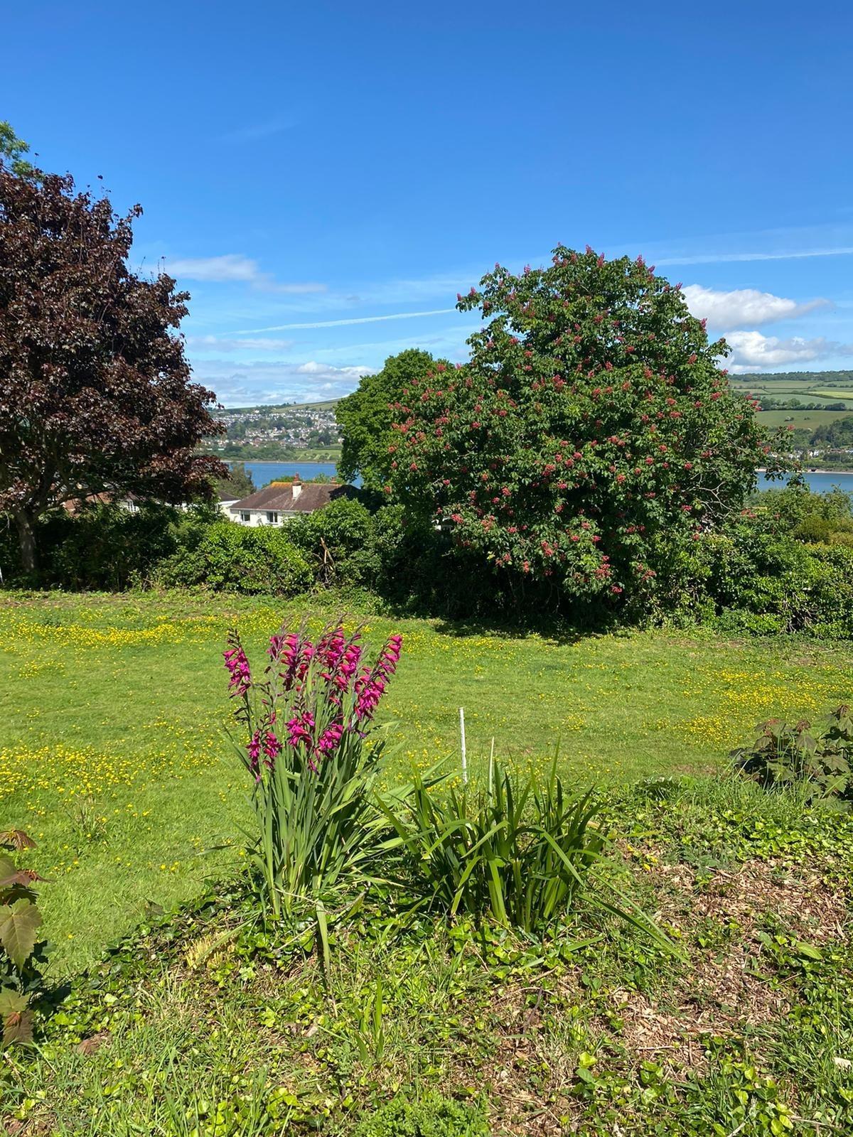 Rachel Cook's 'open garden' in Teignmouth. Credit: Rowcroft Hospice