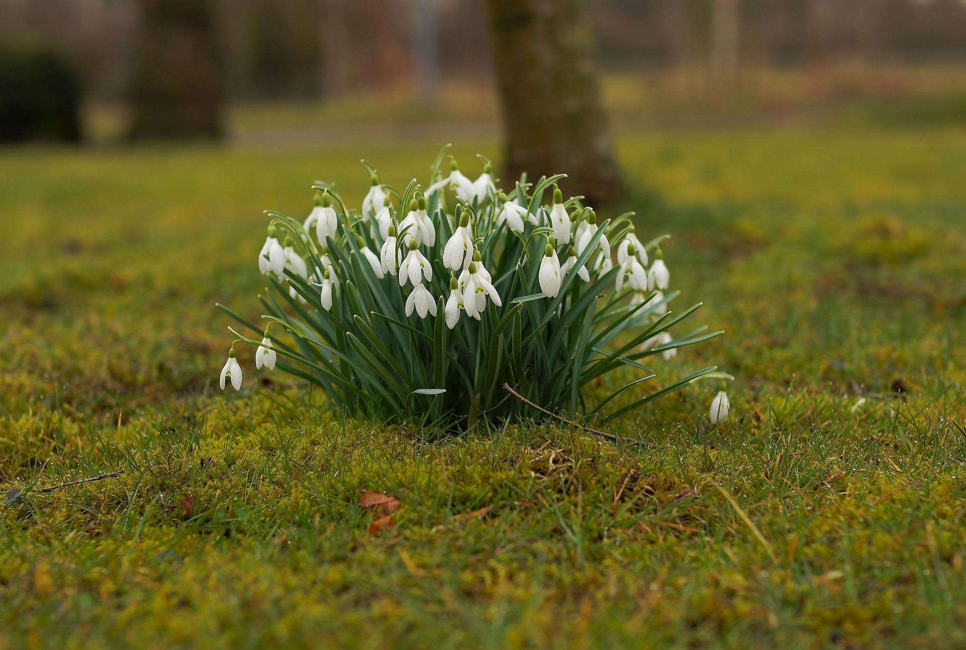 For snowdrops, it's worth visiting St Raphael’s Church in Huccaby on Dartmoor. Credit: Pixabay