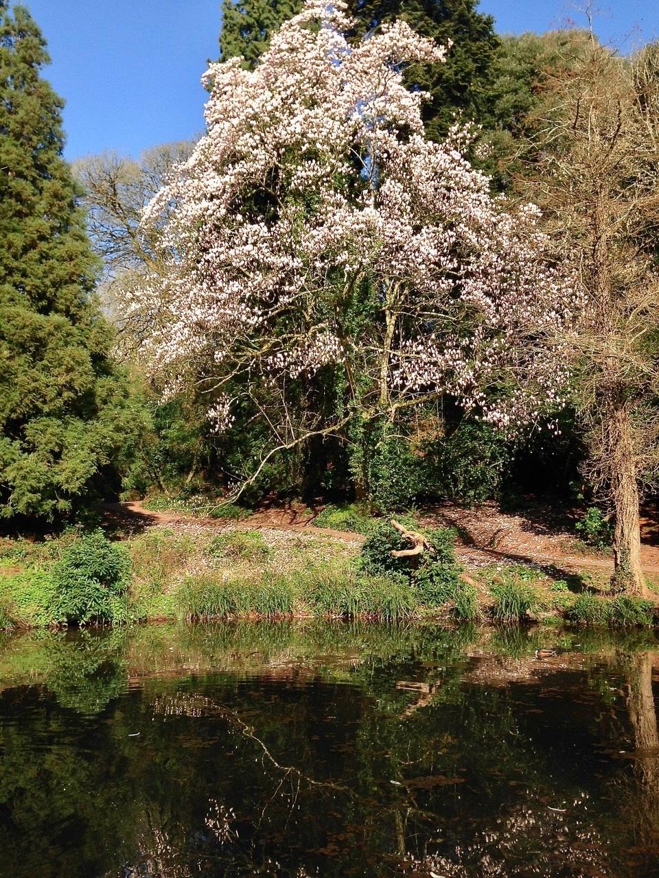 Cockington is a must-visit for locals and visitors alike. Credit: Stephen Coombes