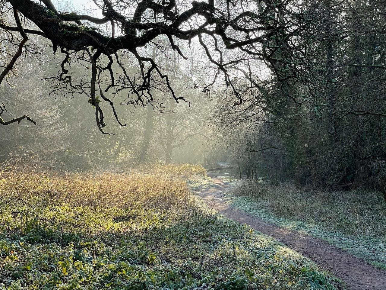 Dappled sunlight at Cockington. Credit: Stephen Coombes
