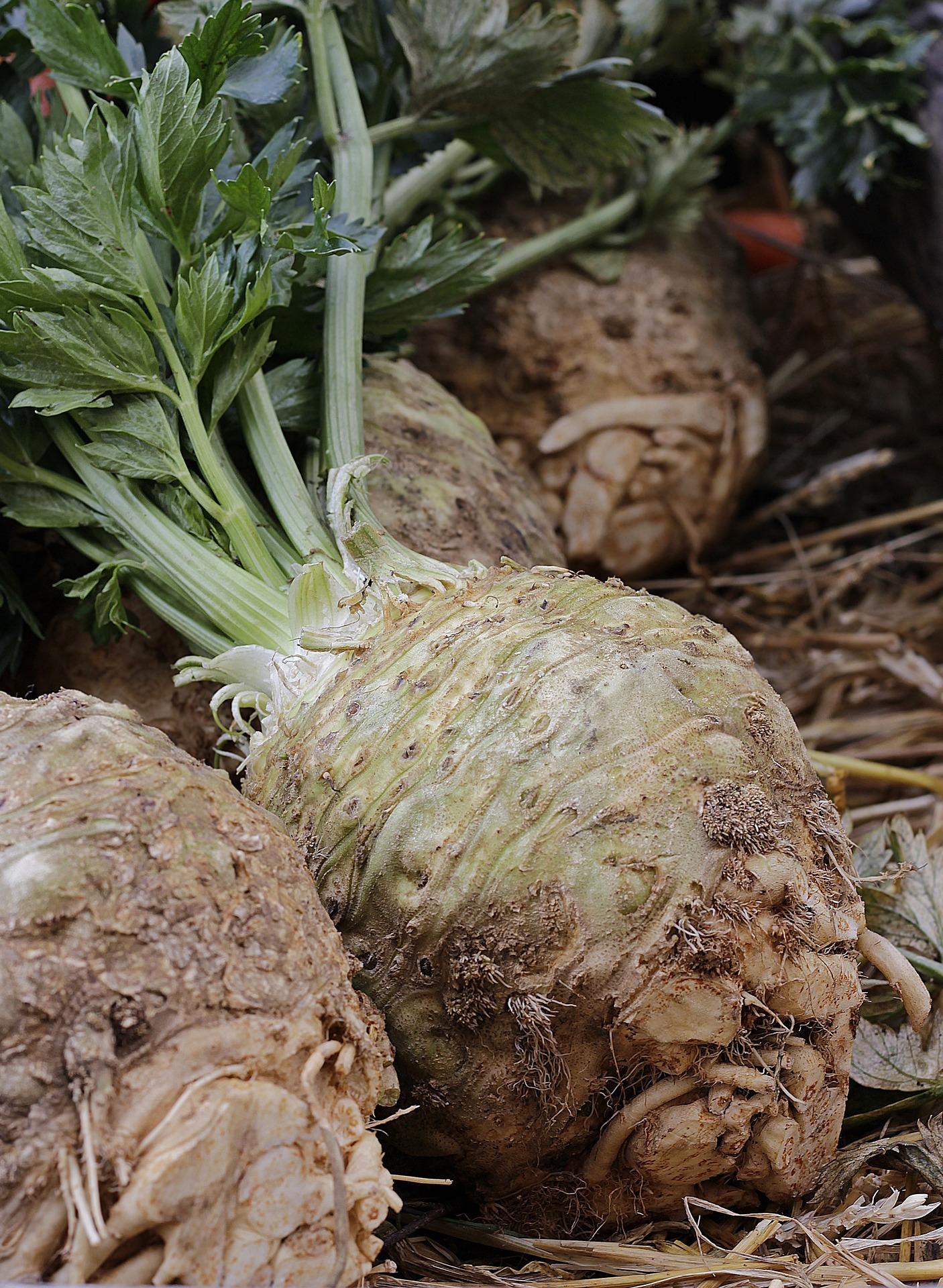 Start sowing celeriac. Credit: Pixabay