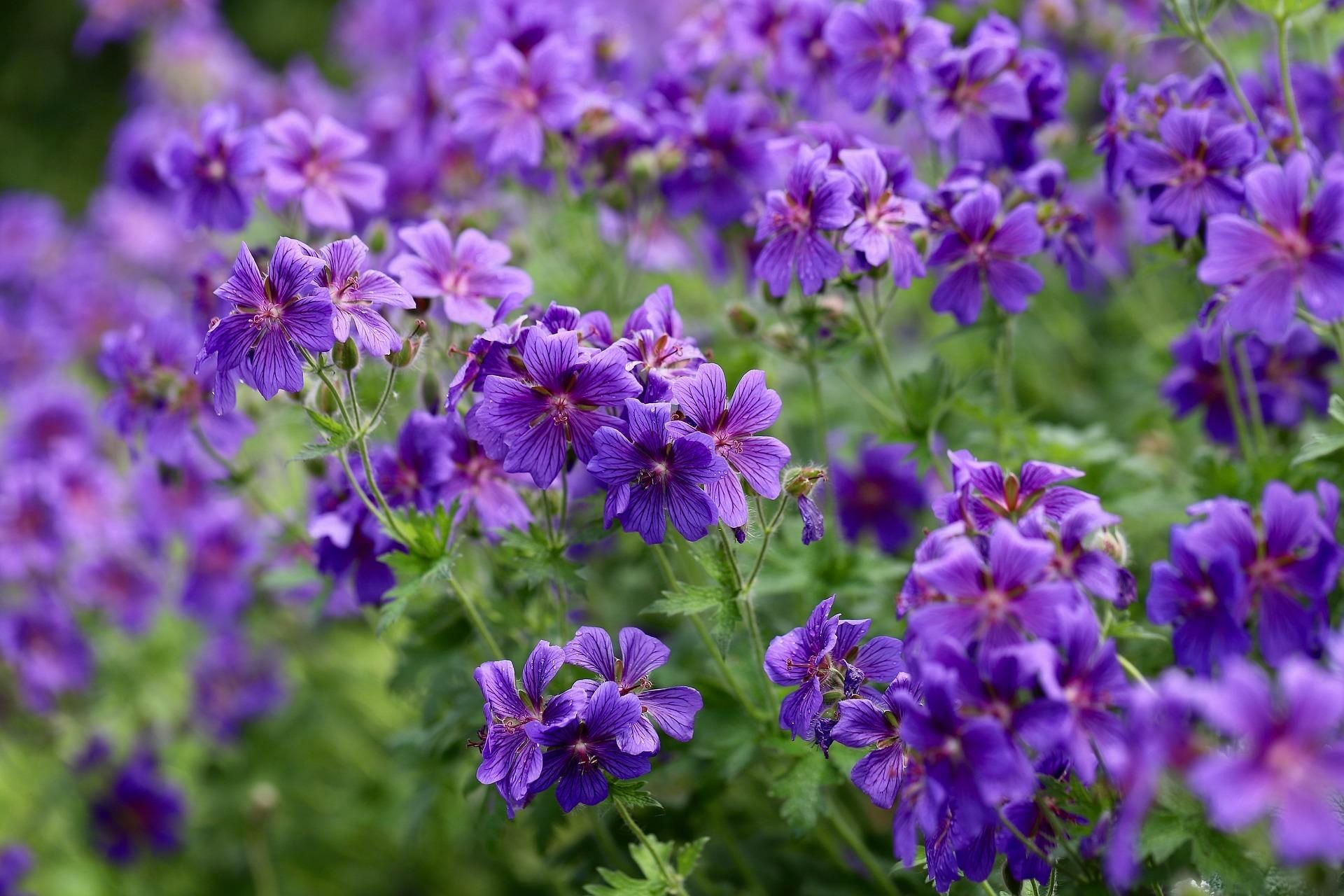 Consider traditional favourites such as geraniums. Credit:Pixabay