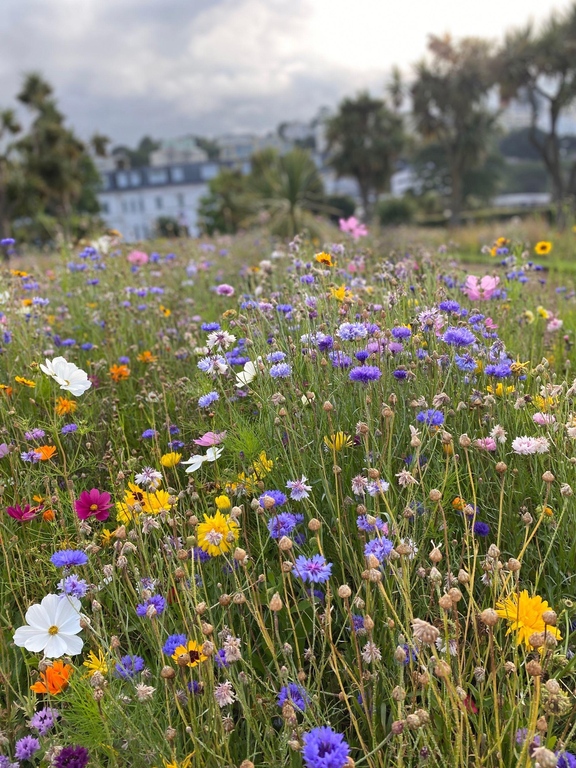 Flower meadow displays are being prepared