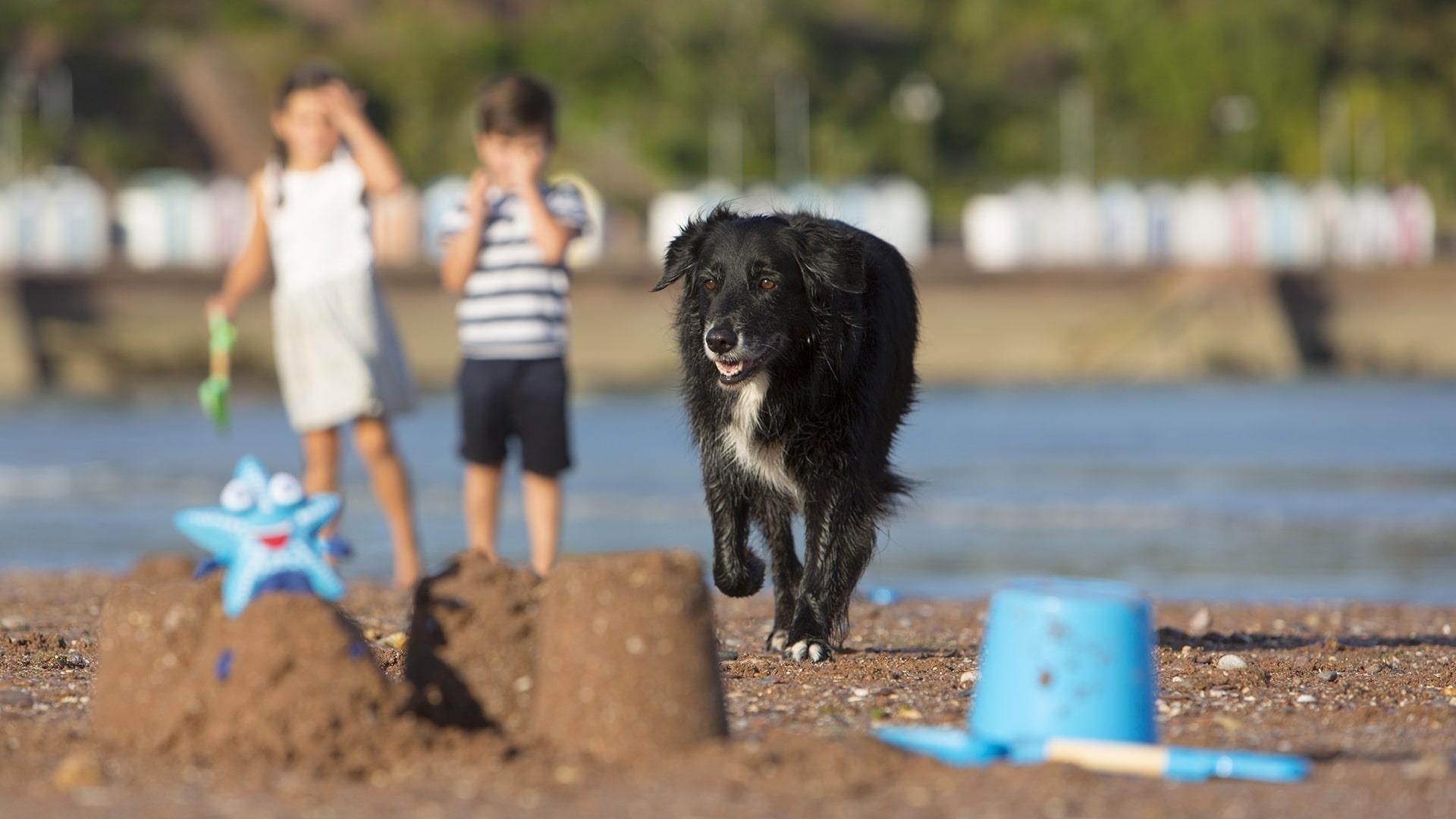 Dog friendly Torbay. Credit: englishriviera.co.uk